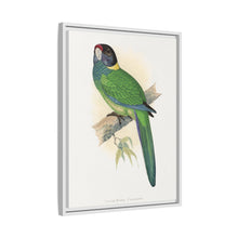 Lydon's Yellow-Naped Parrakeet | Vintage Bird Wall Art Print