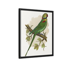Alexandrine Parakeet (Psittacula eupatria) colored wood-engraved plate by Alexander Francis Lydon.