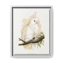 Goffin's Cockatoo (Cacatua goffiniana) colored wood-engraved plate by Alexander Francis Lydon. - NOMADEN ART GALLERY