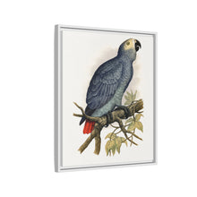 Grey Parrot (Psittacus erithacus) colored wood-engraved plate by Alexander Francis Lydon.