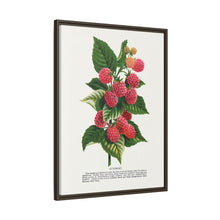 Cuthbert raspberry lithograph. Digitally enhanced from our own original 1900 edition plates of Botanical Specimen published by Rochester Lithographing