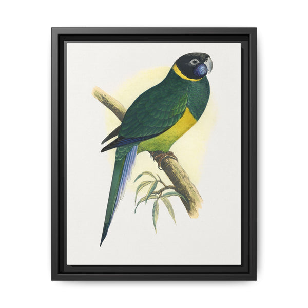 Bauer's Parrakeet (Barnardius zonarius) colored wood-engraved plate by Alexander Francis Lydon. - NOMADEN ART GALLERY