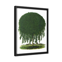 Kilmarnock Weeping Willow tree lithograph. Digitally enhanced from our own original 1900 edition plates of Botanical Specimen published by Rochester Lithographing