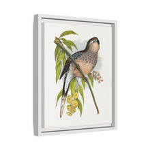 Bourke's Parrakeet (Neopsephotus bourkii) colored wood-engraved plate by Alexander Francis Lydon.