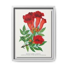 Trumpet flower lithograph. Digitally enhanced from our own original 1900 edition plates of Botanical Specimen published by Rochester Lithographing - NOMADEN ART GALLERY