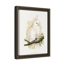 Goffin's Cockatoo (Cacatua goffiniana) colored wood-engraved plate by Alexander Francis Lydon.