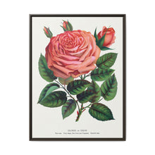 Pink rose, Glorie de Dijon lithograph. Digitally enhanced from our own original 1900 edition plates of Botanical Specimen published by Rochester Lithographing - NOMADEN ART GALLERY