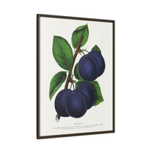 Niagara plum lithograph. Digitally enhanced from our own original 1900 edition plates of Botanical Specimen published by Rochester Lithographing