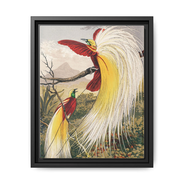Birds of Paradise: Vintage Natural History Art by Benjamin Fawcett (1808 - 1893) - NOMADEN ART GALLERY