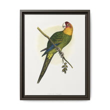 Carolina Parrot (Conuropsis carolinensis) colored wood-engraved plate by Alexander Francis Lydon. - NOMADEN ART GALLERY
