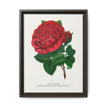 Red rose, American Beauty lithograph. Digitally enhanced from our own original 1900 edition plates of Botanical Specimen published by Rochester Lithographing - NOMADEN ART GALLERY