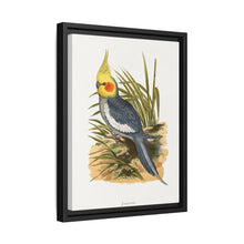 Cockatiel (Nymphicus hollandicus) colored wood-engraved plate by Alexander Francis Lydon