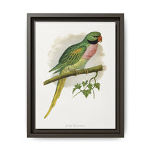 Javan Parrakeet (Psittacula alexandri) colored wood-engraved plate by Alexander Francis Lydon. - NOMADEN ART GALLERY