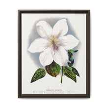Clematis flower lithograph. Digitally enhanced from our own original 1900 edition plates of Botanical Specimen published by Rochester Lithographing - NOMADEN ART GALLERY