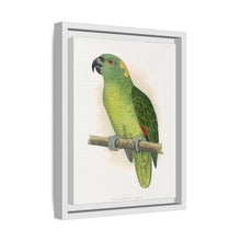 Lydon's Yellow-Naped Amazon | Vintage Parrot Wall Art Print