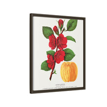 Japan Quince tree lithograph. Digitally enhanced from our own original 1900 edition plates of Botanical Specimen published by Rochester Lithographing