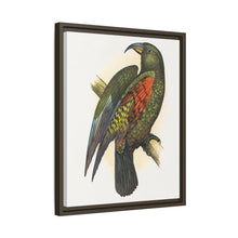 Mountain Parrot (Nestor notabilis) colored wood-engraved plate by Alexander Francis Lydon