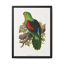 Red-winged parakeet (Aprosmictus erythropterus) colored wood-engraved plate by Alexander Francis Lydon - NOMADEN ART GALLERY