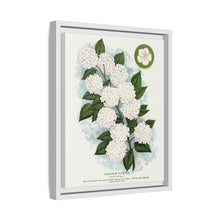 Japanese snowball flower lithograph. Digitally enhanced from our own original 1900 edition plates of Botanical Specimen published by Rochester Lithographing