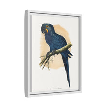 Hyacinthine Macaw (Anodorhynchus hyacinthinus) colored wood-engraved plate by Alexander Francis Lydon.