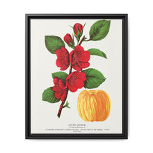 Japan Quince tree lithograph. Digitally enhanced from our own original 1900 edition plates of Botanical Specimen published by Rochester Lithographing - NOMADEN ART GALLERY
