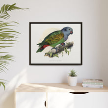 Red-Vented Parrot (Amazona martinicana) colored wood-engraved plate by Alexander Francis Lydon