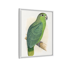 Mealy Amazon (Amazona farinosa) colored wood-engraved plate by Alexander Francis Lydon