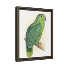 Mealy Amazon (Amazona farinosa) colored wood-engraved plate by Alexander Francis Lydon
