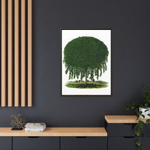Kilmarnock Weeping Willow tree lithograph. Digitally enhanced from our own original 1900 edition plates of Botanical Specimen published by Rochester Lithographing