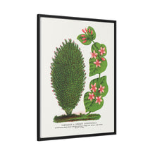 Tartarian, Upright Honeysuckle bush lithograph. Digitally enhanced from our own original 1900 edition plates of Botanical Specimen published by Rochester Lithographing