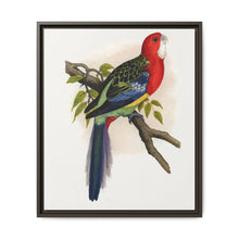 Rose-Hill or Rosella Parrakeet (Platycercus eximius) colored wood-engraved plate by Alexander Francis Lydon - NOMADEN ART GALLERY