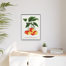 Gov Wood cherry lithograph. Digitally enhanced from our own original 1900 edition plates of Botanical Specimen published by Rochester Lithographing