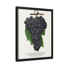 Early Ohio grape lithograph. Digitally enhanced from our own original 1900 edition plates of Botanical Specimen published by Rochester Lithographing