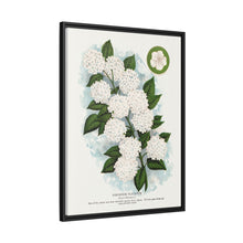 Japanese snowball flower lithograph. Digitally enhanced from our own original 1900 edition plates of Botanical Specimen published by Rochester Lithographing