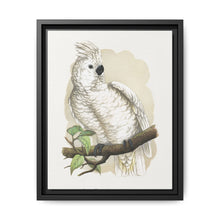Great White-Crested Cockatoo (Cacatua alba) colored wood-engraved plate by Alexander Francis Lydon - NOMADEN ART GALLERY