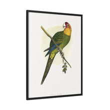 Carolina Parrot (Conuropsis carolinensis) colored wood-engraved plate by Alexander Francis Lydon.