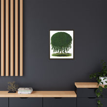 Kilmarnock Weeping Willow tree lithograph. Digitally enhanced from our own original 1900 edition plates of Botanical Specimen published by Rochester Lithographing