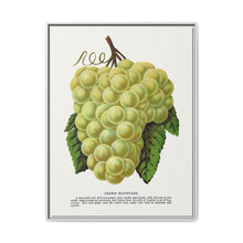 Green Mountain grape lithograph. Digitally enhanced from our own original 1900 edition plates of Botanical Specimen published by Rochester Lithographing - NOMADEN ART GALLERY