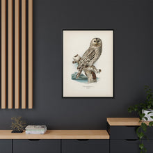 Strix uralensis ♀ illustrated by the von Wright brothers from our own 1929 folio version of Svenska Fåglar Efter Naturen Och Pa Sten Ritade - NOMADEN ART GALLERY