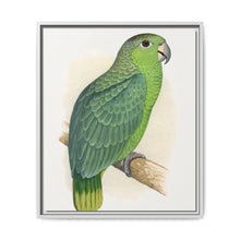 Mealy Amazon (Amazona farinosa) colored wood-engraved plate by Alexander Francis Lydon - NOMADEN ART GALLERY