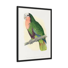 Red-Throated White-Fronted Amazon (Amazona leucocephala) colored wood-engraved plate by Alexander Francis Lydon.