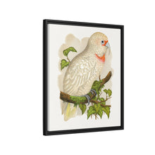 Placa xilográfica coloreada de cacatúa de pico fino (Cacatua tenuirostris) de Alexander Francis Lydon.