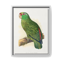 Many-Coloured Parrakeet (Psephotellus varius) colored wood-engraved plate by Alexander Francis Lydon - NOMADEN ART GALLERY