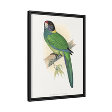 Lydon's Yellow-Naped Parrakeet | Vintage Bird Wall Art Print