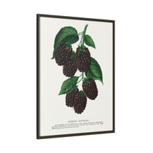 Lucretia Dewberry lithograph. Digitally enhanced from our own original 1900 edition plates of Botanical Specimen published by Rochester Lithographing