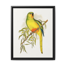 Orange-Bellied Parrakeet (Neophema chrysogaster) colored wood-engraved plate by Alexander Francis Lydon. - NOMADEN ART GALLERY
