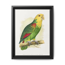 Double-Fronted or Le Vaillant's Amazon (Amazona oratrix) colored wood-engraved plate by Alexander Francis Lydon. - NOMADEN ART GALLERY