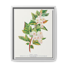 Spirea Aurea flowers lithograph. Digitally enhanced from our own original 1900 edition plates of Botanical Specimen published by Rochester Lithographing - NOMADEN ART GALLERY