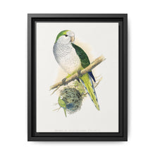 Quaker or Grey-breasted Parrakeet (Myiopsitta monachus) colored wood-engraved plate by Alexander Francis Lydon - NOMADEN ART GALLERY