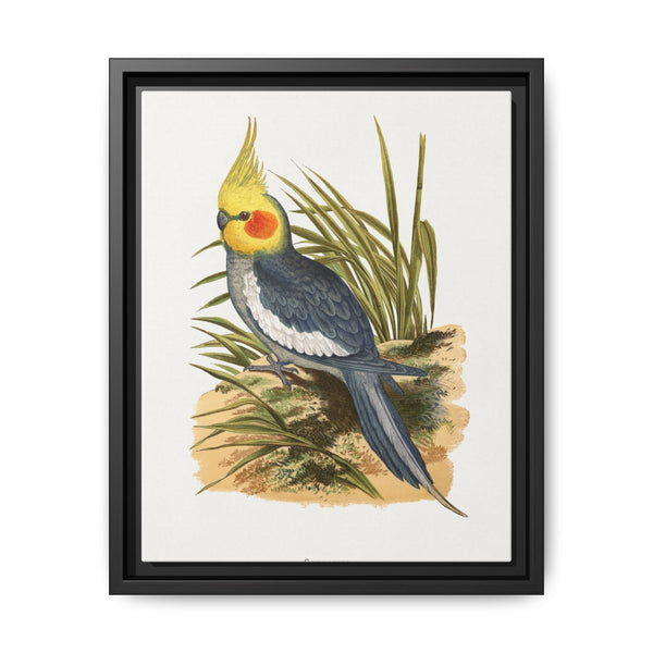 Cockatiel (Nymphicus hollandicus) colored wood-engraved plate by Alexander Francis Lydon - NOMADEN ART GALLERY